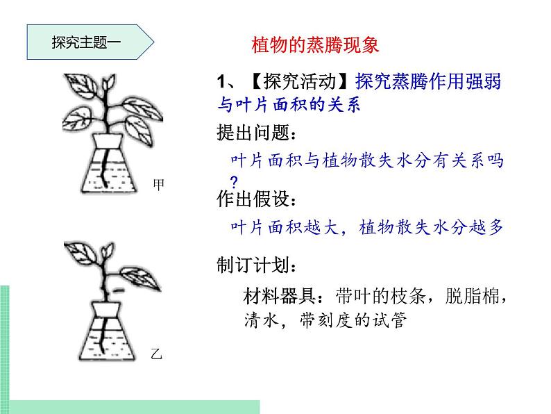 绿色植物的蒸腾作用PPT课件免费下载04