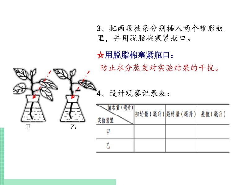 绿色植物的蒸腾作用PPT课件免费下载06