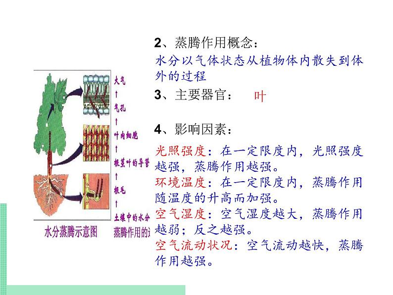 绿色植物的蒸腾作用PPT课件免费下载08