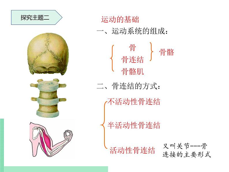 动物的运动PPT课件免费下载06