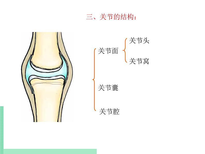 动物的运动PPT课件免费下载08