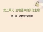腔肠动物和扁形动物PPT课件免费下载