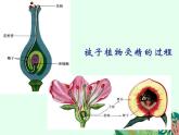 2021-2022学年初中生物鲁科版（五四制） 七年级上册 4.1.2 人的生殖 课件