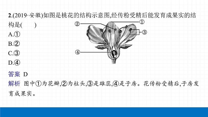 2022届初中生物一轮复习 第六讲 被子植物的一生 课件第5页