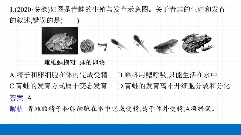 2022届初中生物一轮复习 第二十讲 生物的生殖和发育 课件04