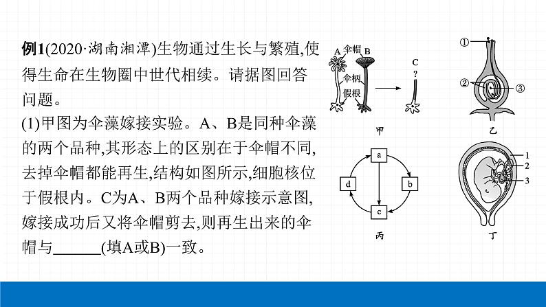 2022届初中生物一轮复习 专题七　生物圈中生命的延续和发展课件PPT第7页