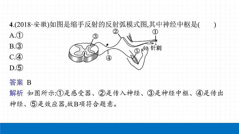 2022届初中生物一轮复习 第十五讲 人体的神经调节与激素调节 课件07