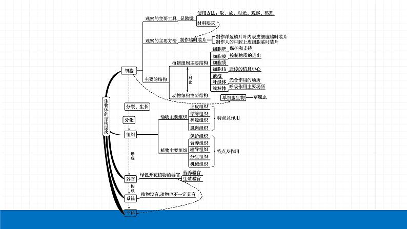 2022届初中生物一轮复习 专题二　生物体的结构层次课件PPT04