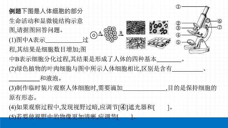 2022届初中生物一轮复习 专题二　生物体的结构层次课件PPT07