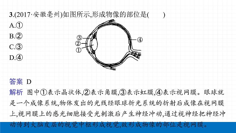 2022届初中生物一轮复习 第十四讲 人体对外界环境的感知 课件第6页