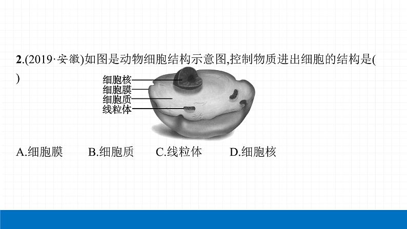 2022届初中生物一轮复习 第三讲 细胞是生命活动的基本单位 课件05