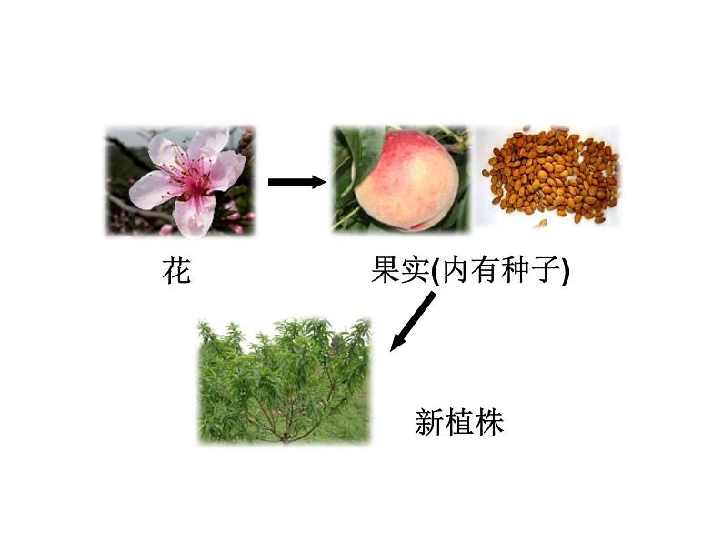 七上1-5-5植物的开花和结果课件PPT02