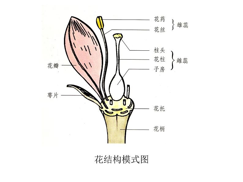 七上1-5-5植物的开花和结果课件PPT05