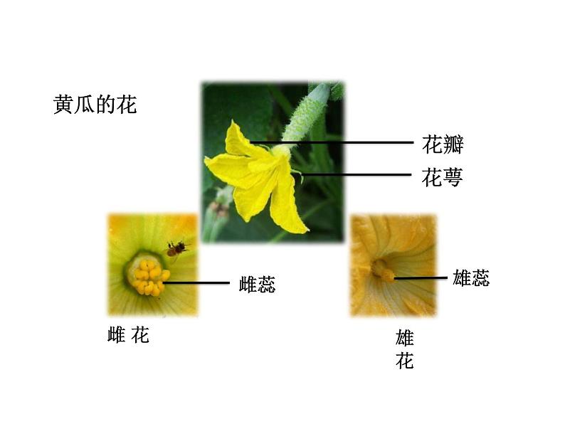 七上1-5-5植物的开花和结果课件PPT08