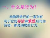 人教版八年级生物上册第五单元第二章第二节先天性行为和学习行为课件