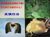 人教版八年级生物上册第五单元第二章第二节先天性行为和学习行为课件