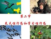 新人教版八年级生物上册第二章《先天性行为和学习行为》课件(37张ppt)