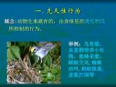 人教版八年级生物上册先天性行为和学习行为ppt课件