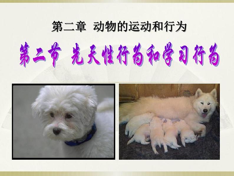 人教版八年级生物上册先天性行为和学习行为课件PPT第1页