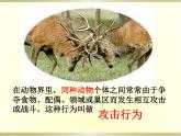 人教版八年级生物上册先天性行为和学习行为课件PPT