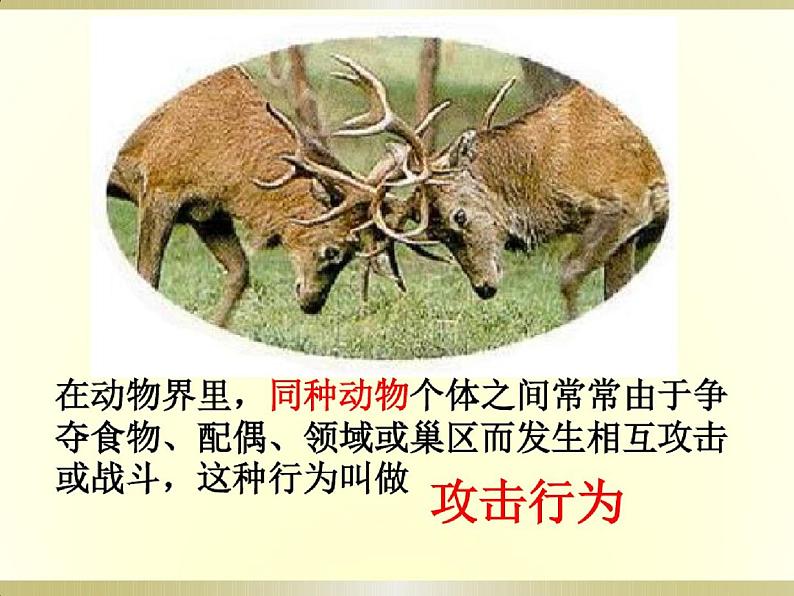 人教版八年级生物上册先天性行为和学习行为课件PPT第2页