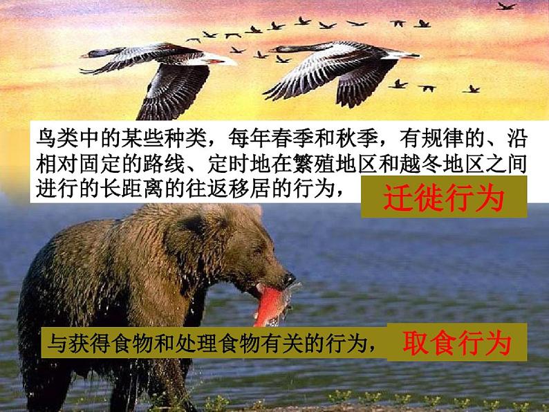 人教版八年级生物上册先天性行为和学习行为课件PPT第3页