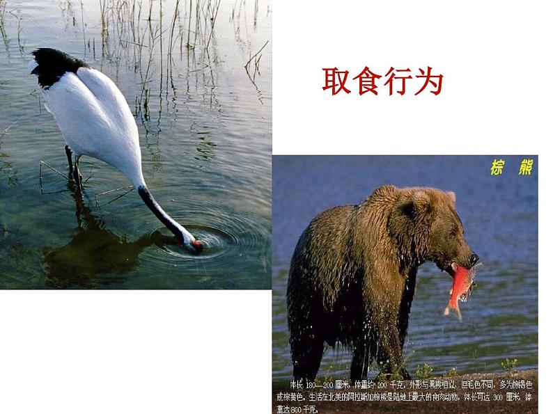 新人教版初中生物八年级上册先天性行为和学习行为课件第1页