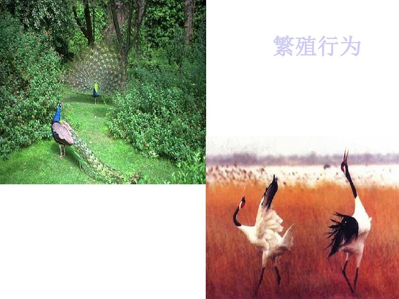 新人教版初中生物八年级上册先天性行为和学习行为课件第2页