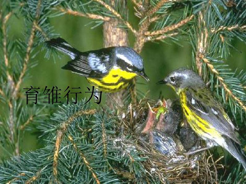 新人教版初中生物八年级上册先天性行为和学习行为课件第3页