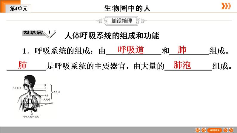 2021年中考广东专用生物一轮知识点复习第4单元 第12章　人体的呼吸   课件第6页