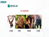 北师大版生物八下21.3《人类的起源与进化》课件+教案+学案