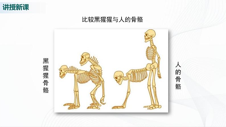 北师大版生物八下21.3《人类的起源与进化》课件+教案+学案06
