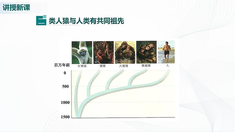 北师大版生物八下21.3《人类的起源与进化》课件+教案+学案08
