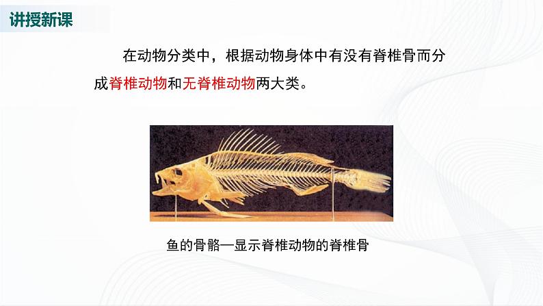 北师大版生物八下22.4《动物的主要类群》课件+教案+学案（一、二课时）06