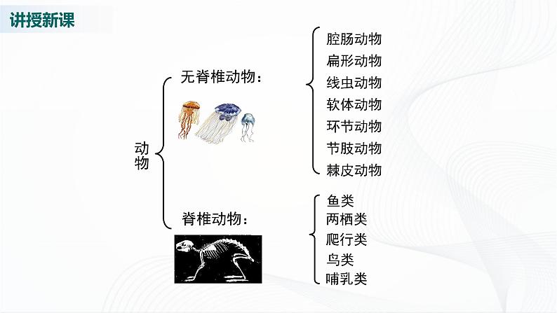 北师大版生物八下22.4《动物的主要类群》课件+教案+学案（一、二课时）07