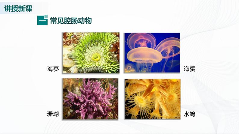 北师大版生物八下22.4《动物的主要类群》课件+教案+学案（一、二课时）08