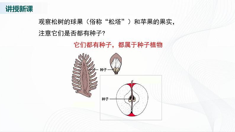 北师大版生物八下22.3《植物的主要类群》课件+教案+学案（一、二课时）06