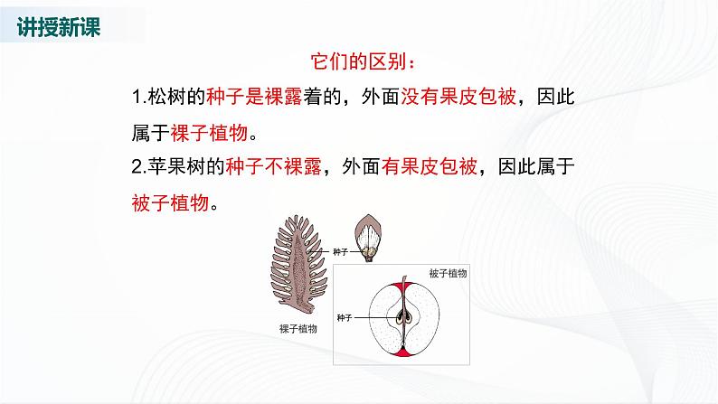 北师大版生物八下22.3《植物的主要类群》课件+教案+学案（一、二课时）07