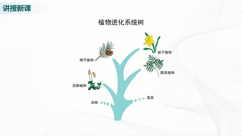 第1课时  苔藓植物和蕨类植物第4页