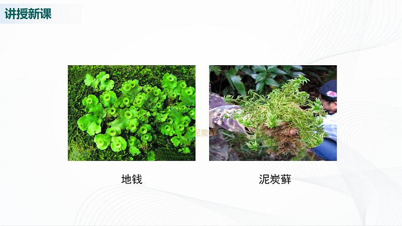 第1课时  苔藓植物和蕨类植物第7页