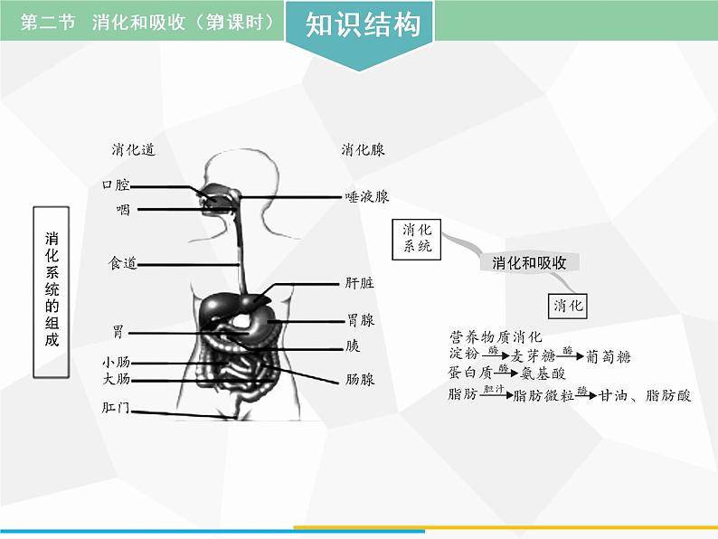人教版生物七年级下册 第二章  消化和吸收（第1课时）七年级生物下册（人教版）课件PPT02