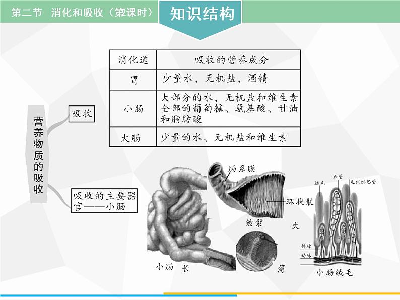 人教版生物七年级下册 第二章  消化和吸收（第2课时）七年级生物下册（人教版）课件PPT02