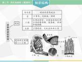 人教版生物七年级下册 第二章  消化和吸收（第2课时）七年级生物下册（人教版）课件PPT