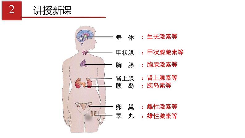 人教版生物七年级下册 第六章  激素调节（课件）(人教版)（共26张PPT)第4页