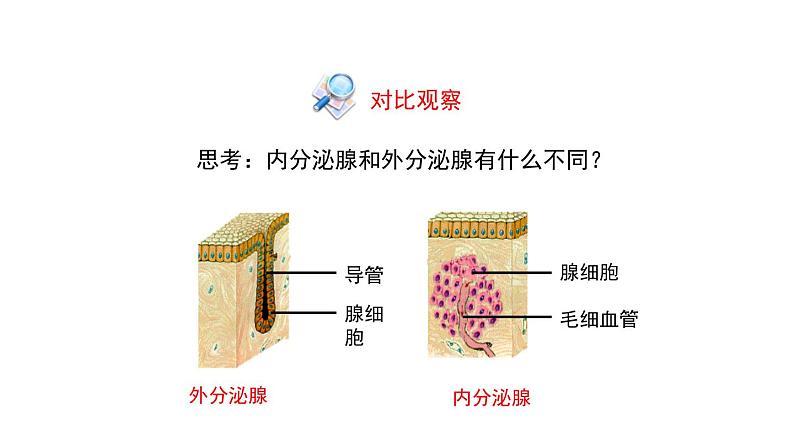 人教版生物七年级下册 第六章  激素调节（课件）(人教版)（共26张PPT)第5页