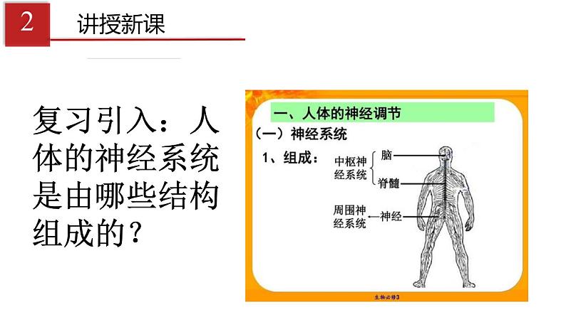 人教版生物七年级下册 第六章  神经调节的基本方式（课件）(人教版)（共25张PPT)第4页