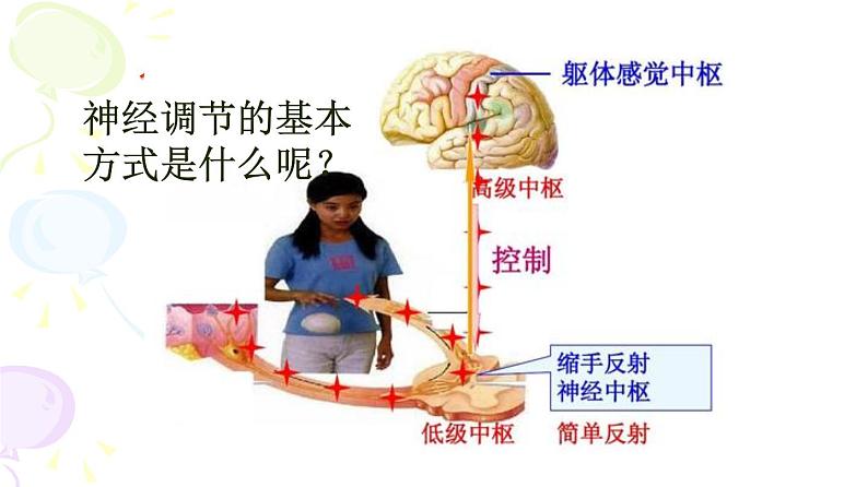 人教版生物七年级下册 第六章  神经调节的基本方式（课件）(人教版)（共25张PPT)第5页