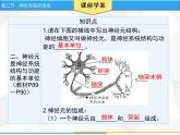 人教版生物七年级下册 第六章  神经系统的组成（课件）七年级生物下册（人教版）
