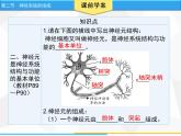 人教版生物七年级下册 第六章  神经系统的组成（课件）七年级生物下册（人教版）