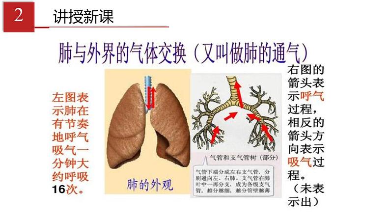 人教版生物七年级下册 第三章 发生在肺内的气体交换（课件）(人教版)（共47张PPT）第4页